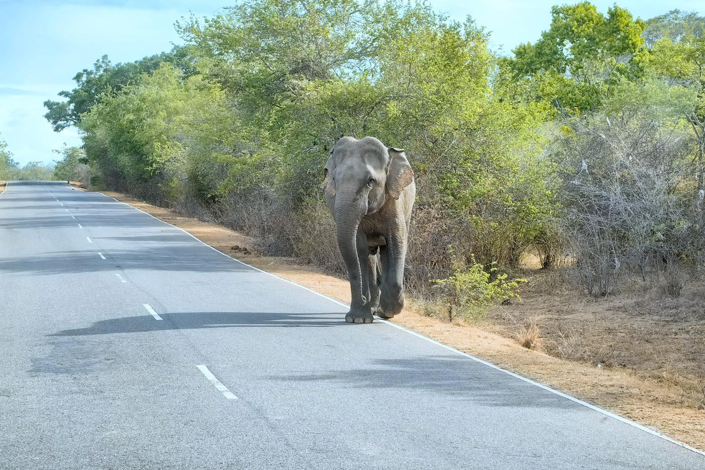 斯里蘭卡-雅拉國家公園 Yala National Park (動物之旅)